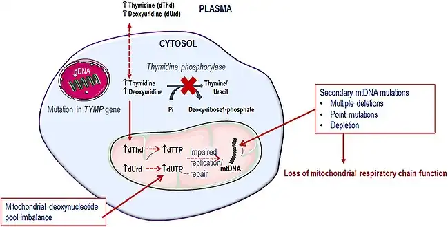 Metabolic defect in MNGIE