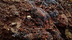 Mold on wet soil
