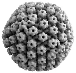 3D reconstruction of the HSV-1 capsid