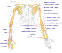 Human arm bones diagram