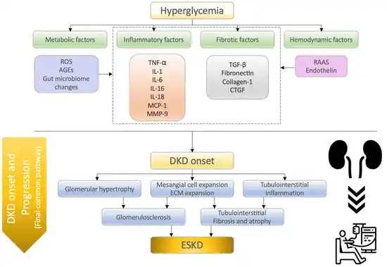 Molecular mechanisms of diabetic kidney disease  onset and progression