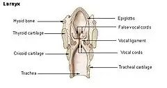 Larynx