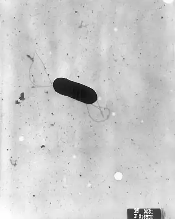 Electron micrograph of a flagellated Listeria monocytogenes, Magnified 41,250X.