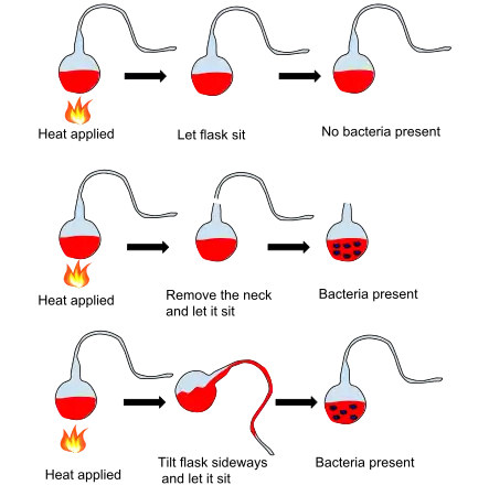 Louis Pasteur's spontaneous generation experiment illustrates that liquid nutrients are spoiled by particles in the air rather than the air itself, the results of these experiments supported the germ theory of disease.