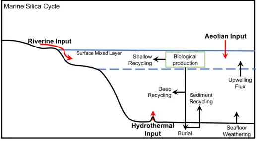 Generalized marine silica cycle, adapted from Treguer et&nbsp;al., 1995