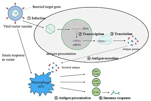 Mechanism of viral vector vaccines