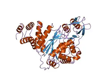 Structure of thymidine phosphorylase enzyme, the main gene product of the TYMP gene. Mutations in the TYMP gene result in the loss of function of thymidine phosphorylase activity leading to the onset of MNGIE.