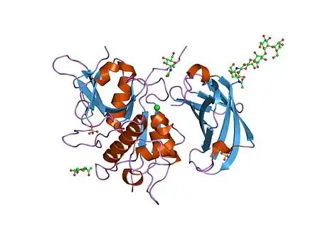 Molecular structure of the enzyme cathepsin A