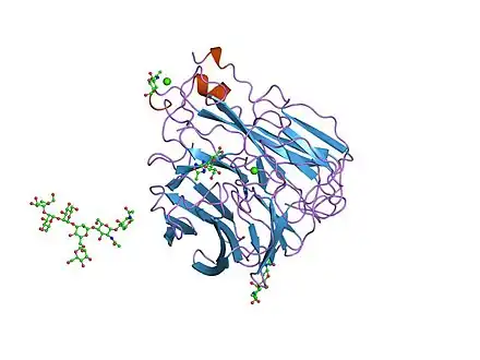 Molecular structure of the enzyme neuraminidase-1 (NEU1)