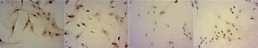 a-d)Detection of rabies virus-infected cells by immunocytochemistry assay