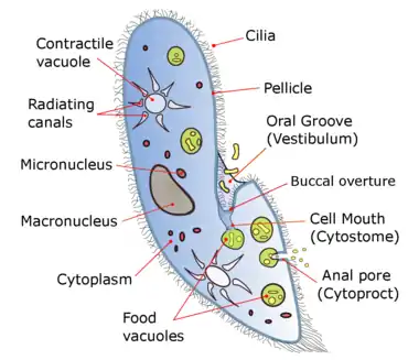 A diagram of Paramecium caudatum