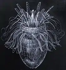 Armoured Pliciloricus enigmaticus, about 0.2&nbsp;mm long, live in spaces between marine gravel