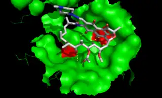 Binding of rifampicin in the active site of RNA polymerase. Mutation of amino acids shown in red are involved in resistance to the antibiotic.