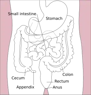 Location of the appendix in the digestive system