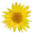MediaWiki Flower