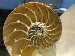 Nautilus Shell at California Academy of Sciences