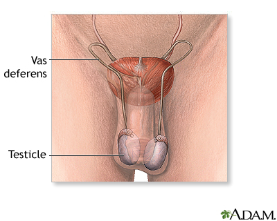 Male reproductive anatomy Male reproductive anatomy