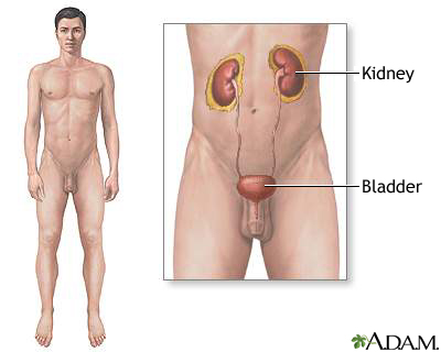 Male urinary system Male urinary system