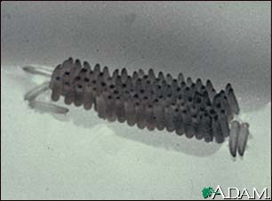 Mosquito egg raft