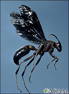 Wasp Wasp