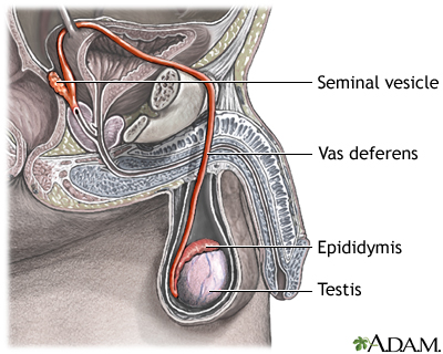 Pathway of sperm Pathway of sperm