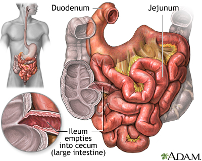 Small intestine Small intestine