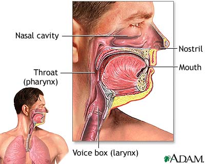 Upper respiratory tract Upper respiratory tract