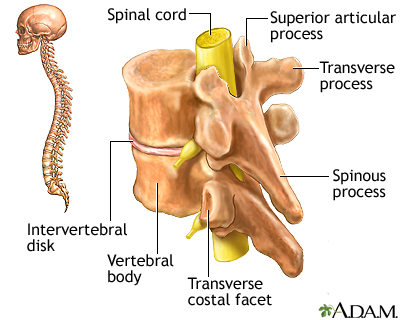 Vertebrae Vertebrae