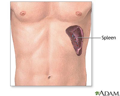 Spleen anatomy Spleen anatomy
