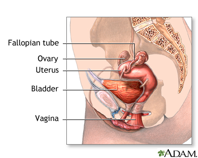 Normal female anatomy Normal female anatomy