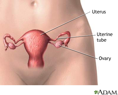 Female reproductive anatomy Female reproductive anatomy