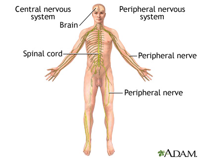 Nervous system Nervous system