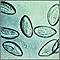 Pinworm eggs Pinworm eggs