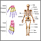 Skeleton Skeleton