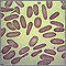 Red blood cells - elliptocytosis