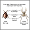 Arthropods - basic features