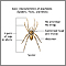 Arachnids - basic features