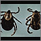 Ticks Ticks