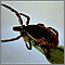 Tick, deer - adult female Tick, deer - adult female
