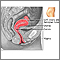Side sectional view of female reproductive system Side sectional view of female reproductive system