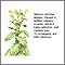 Tobacco and chemicals Tobacco and chemicals