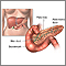 Pancreas Pancreas