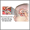 The pituitary gland The pituitary gland