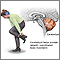 Cerebellum - function Cerebellum - function