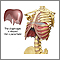 Diaphragm Diaphragm