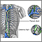 Circulation of lymph Circulation of lymph