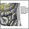 Autonomic Nerves Autonomic Nerves