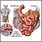 Small intestine Small intestine