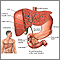 Gallbladder Gallbladder