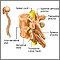 Vertebrae Vertebrae